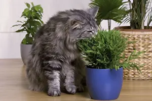 Cat - Norwegian Forest Silver Tabby Mackerel & White - eating houseplant