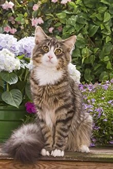Cat - Norwegian forest sitting by flowers