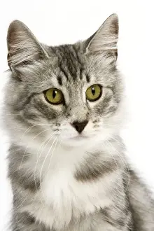Norwegian Silver Tabby Prints: Cat - Norwegian Silver Tabby