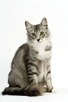 Cat - Norwegian Silver Tabby