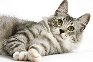 Images Dated 19th September 2005: Cat - Norwegian Silver Tabby