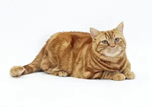 Cat Obese