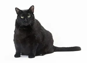 Cat Obese