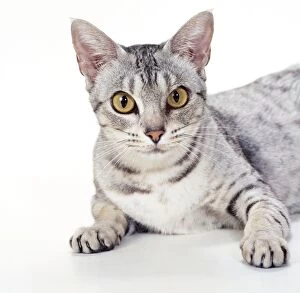 CAT - Ocicat - Black Spotted Silver