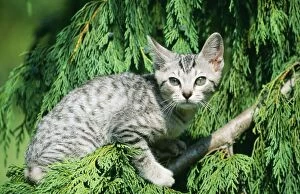 Cat - Ocicat (Domestic) in Tree