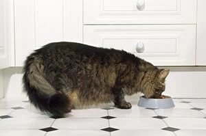 Cat - old cat eating