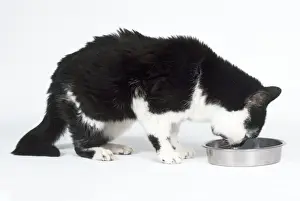 With Bowl Prints: Cat - old decrepit Cat drinking