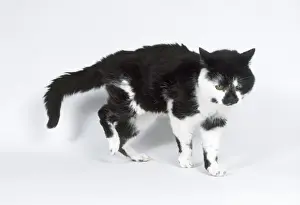 Injured Prints: Cat - old decrepit stray