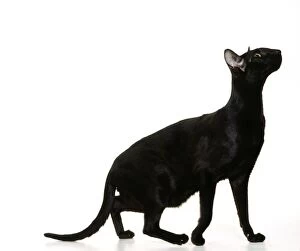 Black Cats Gallery: CAT - ORIENTAL BLACK - side view
