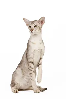 Cat - oriental chocolat spotted tabby in studio