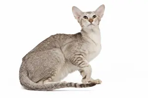 Spotted Prints: Cat - oriental chocolate spotted tabby in studio
