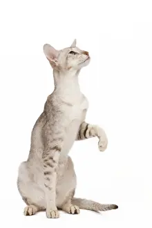 Cat - oriental chocolate spotted tabby in studio