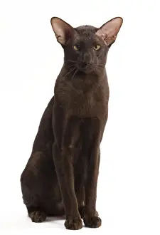 Cat - Oriental Chocolate in studio