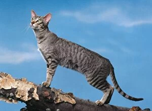 Images Dated 12th April 2005: Cat - Oriental mackerel tabby walking on wooden log