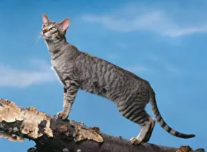 Cat - Oriental mackerel tabby walking on wooden log