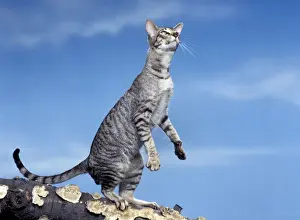 Cat - Oriental silver tabby