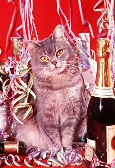 Prizes Prints: CAT AT A PARTY - STREAMERS