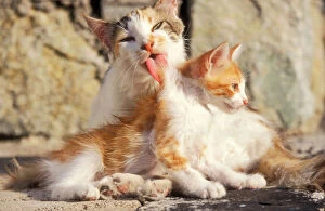 Ginger And White Collection: Cat Patched tabby, tortoiseshell & white, licking kitten. Santorini Island, Greece