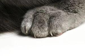 Images Dated 9th February 2008: Cat - paw showing claws