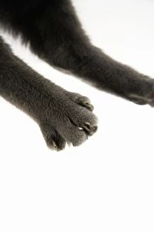 Images Dated 13th October 2007: Cat - paw showing claws