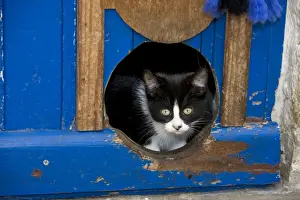 Doors Prints: Cat - peeking through hole in door