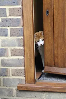 Doors Prints: CAT. peering out of back door