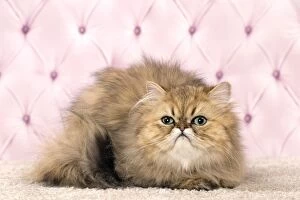 Cat Persian