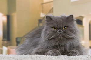Images Dated 21st January 2012: Cat - Persian