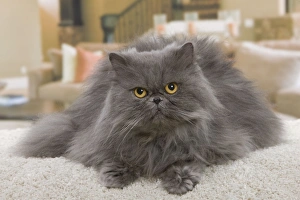 Images Dated 21st January 2012: Cat - Persian