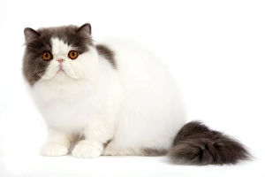 Cat - Persian bi-colour harlequin blue and white Cat - Persian bi-colour harlequin blue and white