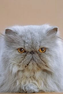 Images Dated 17th September 2005: Cat - Persian Blue 