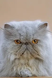Grumpy Prints: Cat - Persian Blue