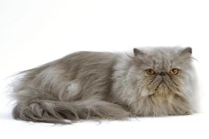 Images Dated 17th September 2005: Cat - Persian Blue 