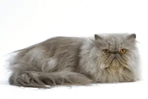 Cat - Persian Blue