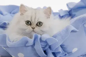 Cat - Persian on blue fabric in studio