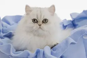 Cat - Persian on blue fabric in studio