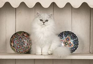 Images Dated 30th September 2014: Cat Persian cat black tipped white on dresser