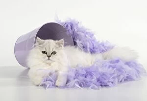 Images Dated 30th September 2014: Cat Persian cat black tipped white feather boa