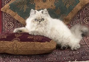 Images Dated 30th September 2014: CAT Persian cat blue cream point