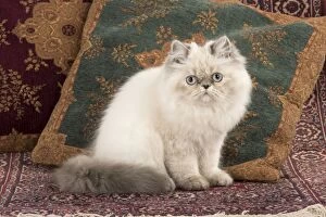 CAT Persian cat blue cream point