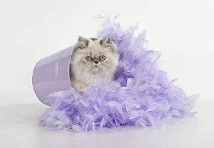 Images Dated 30th September 2014: CAT Persian cat blue cream point feather boa
