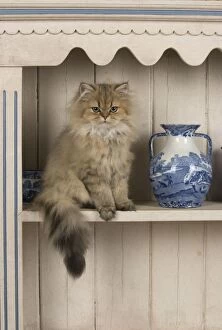 Images Dated 30th September 2014: CAT Persian cat golden on dresser with jugs
