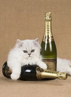 Bottles Gallery: Cat