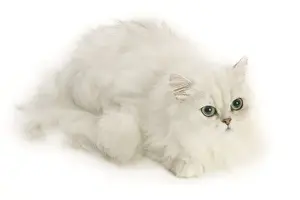Cat - Persian Chinchilla