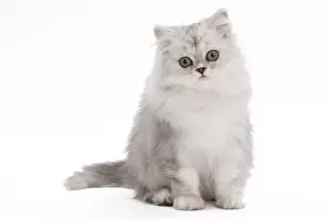 Cat - Persian Chinchilla - 3 1/2 month old kitten in studio