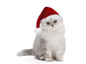 Christmas Prints: Cat - Persian Chinchilla - 3 1/2 month old kitten wearing Christmas hat Digital Manipulation: Hat Su