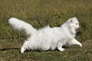 Cat - Persian Chinchilla
