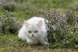 Cat - Persian Chinchilla