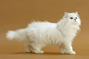 Cat - Persian Chinchilla
