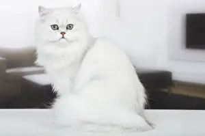 Cat - Persian Chinchilla